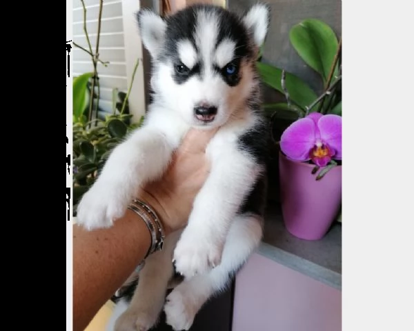 vendita splendido husky siberiano cerca casa per sempre