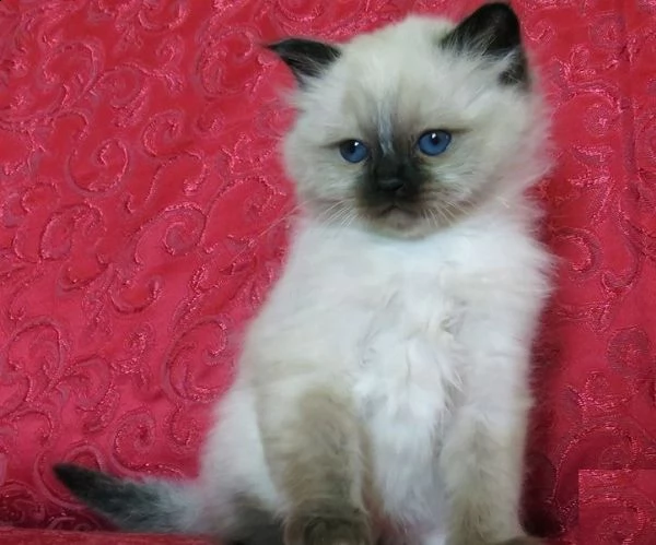 sacro di birmania di 2 mesi | Foto 1