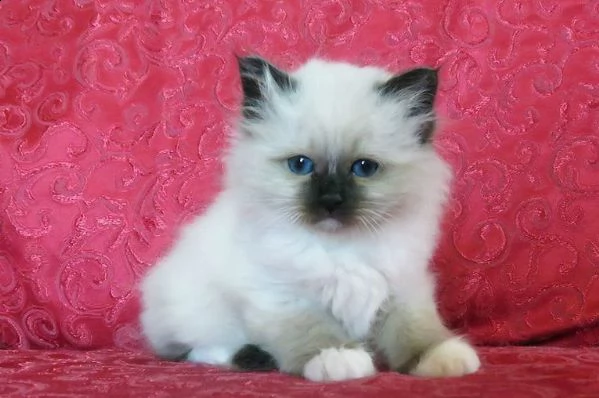 sacro di birmania di 2 mesi | Foto 0