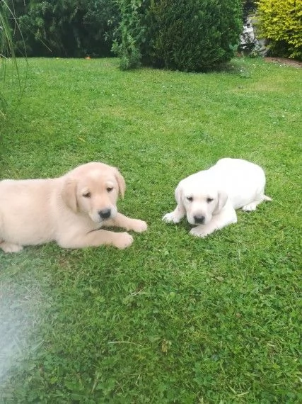 bello labrador , maschio e femmina,in regalo