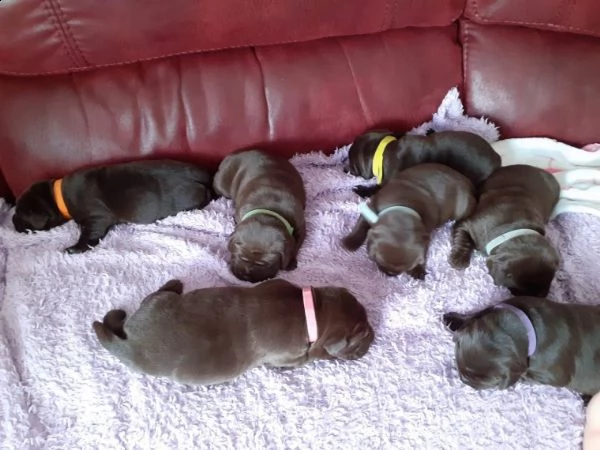 bello labrador , maschio e femmina, in regalo
