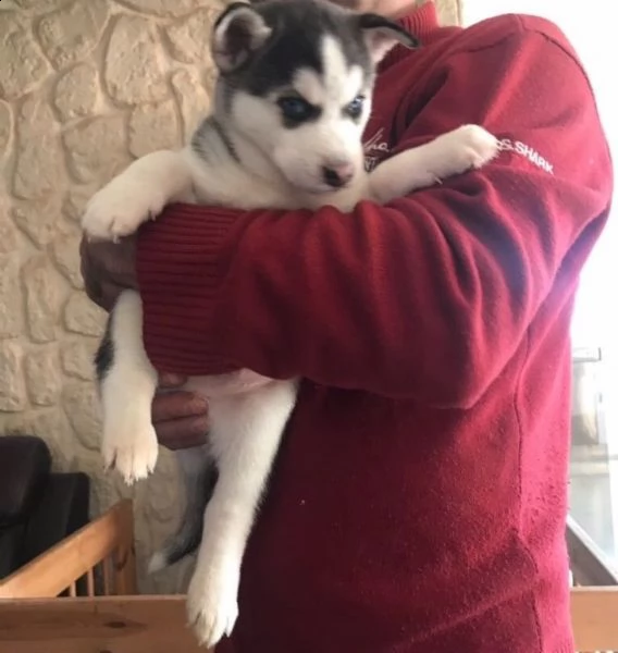 vendo splendidi cuccioli di husky | Foto 0