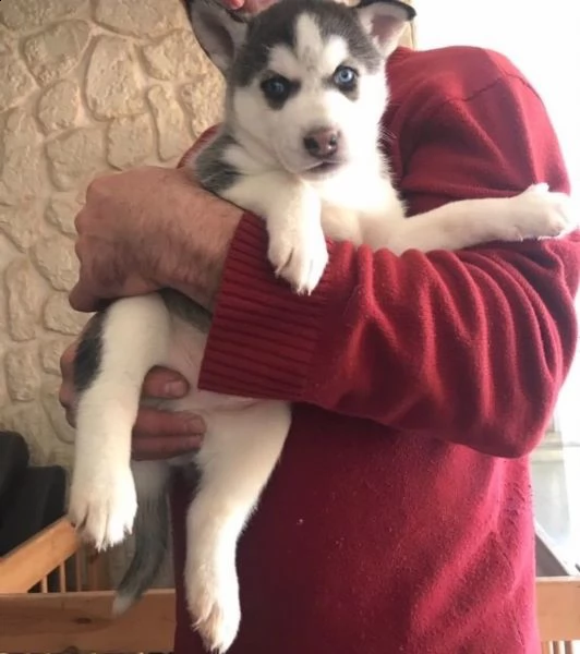 vendo splendidi cuccioli di husky
