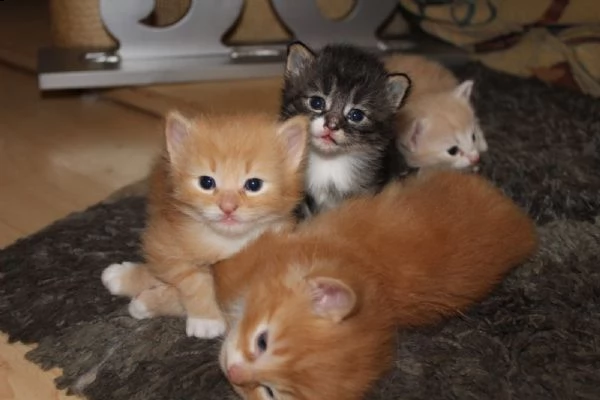 cuccioli di gatto delle foreste norvegesi | Foto 0