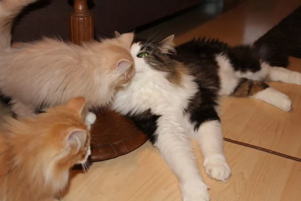 cuccioli di gatto delle foreste norvegesi