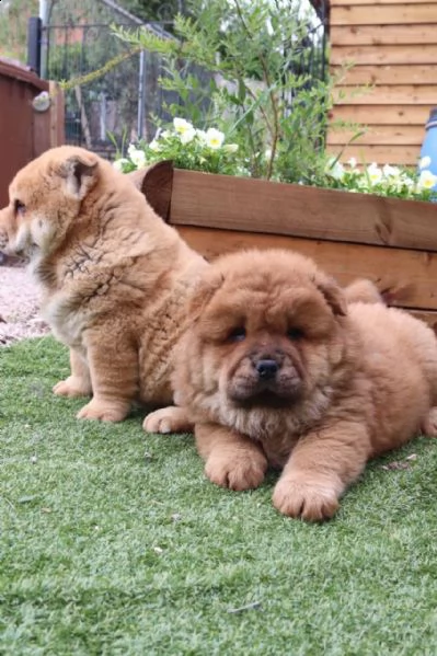 chow chow | Foto 0
