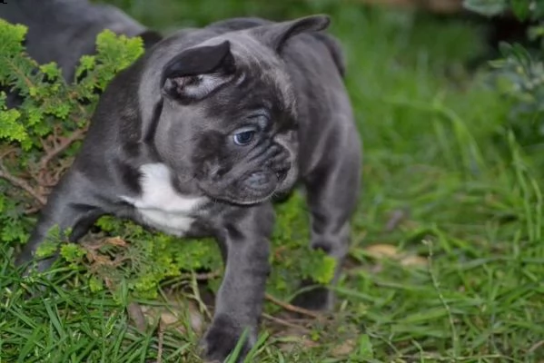 bulldog francesi selezionati | Foto 0