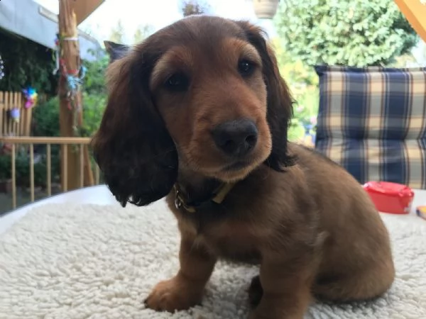 bassotto tedesco pelo duro | Foto 1