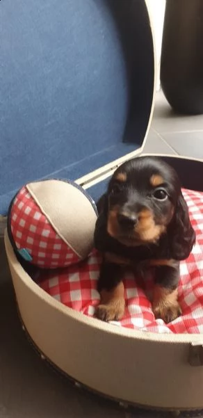 bassotto tedesco pelo duro | Foto 0