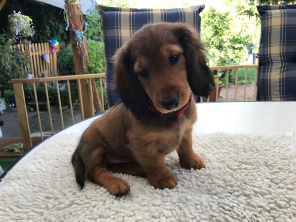 bassotto tedesco pelo duro