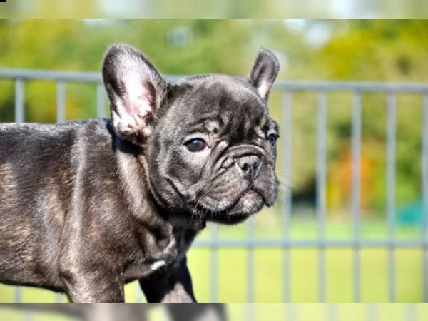bulldog francesi femmine esotiche