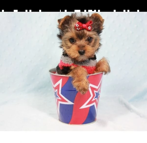 cucciolata yorkshire