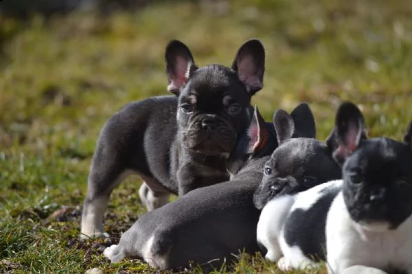 cucciola di bulldog francese | Foto 0