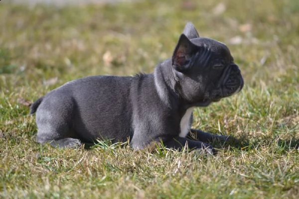 cucciola di bulldog francese