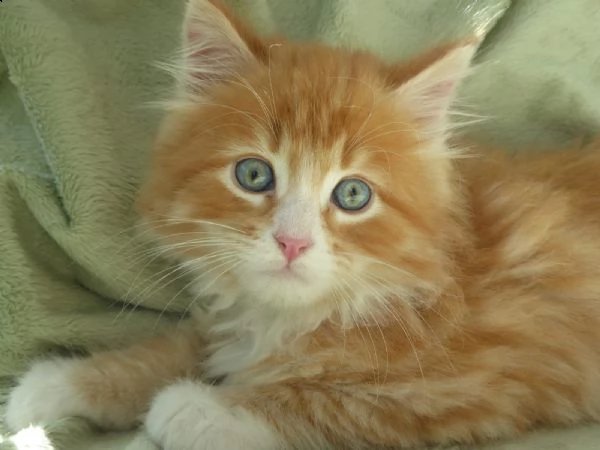 maine coon con pedigree | Foto 0