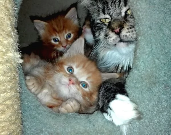 cuccioli maine coon con il pedigree
