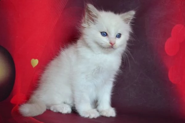 cuccioli di ragdoll | Foto 4