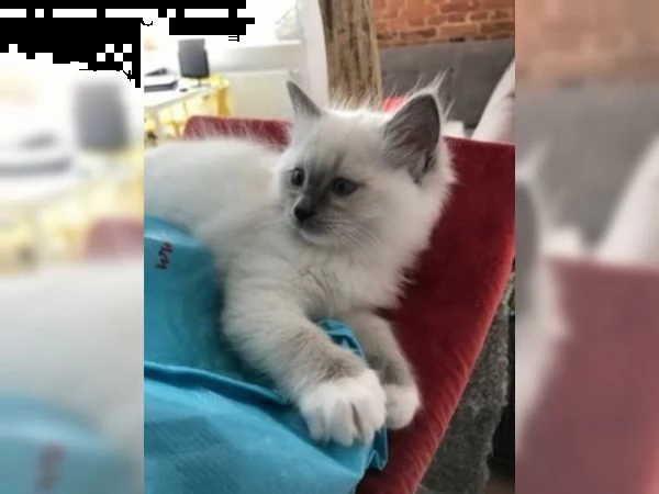 cuccioli di ragdoll | Foto 3