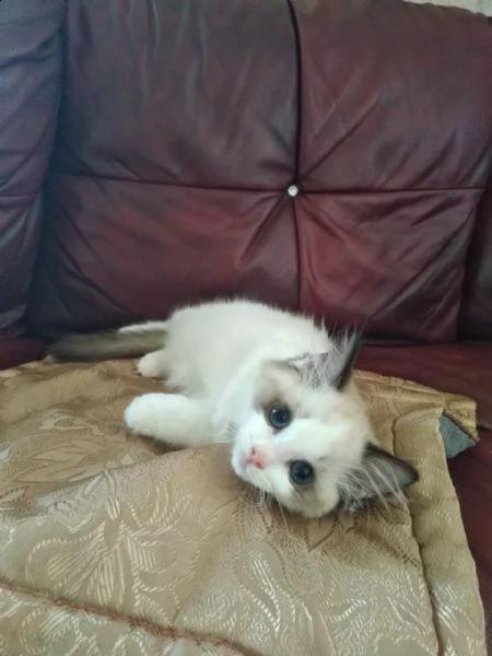 cuccioli di ragdoll | Foto 2