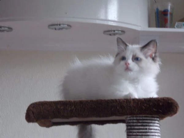 cuccioli di ragdoll | Foto 1