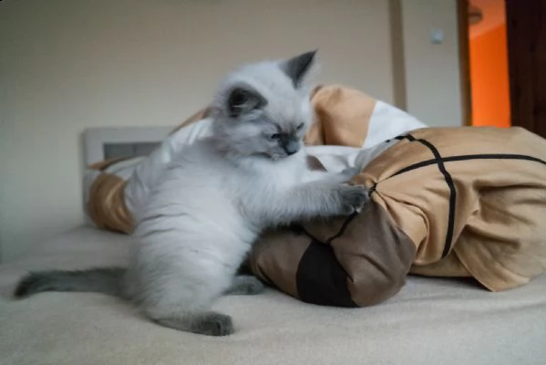 cuccioli di ragdoll | Foto 0