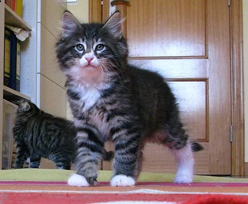 cucioli norvegesi delle foreste