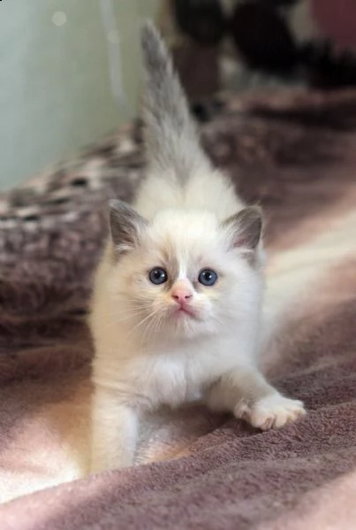 cuccioli di ragdoll 