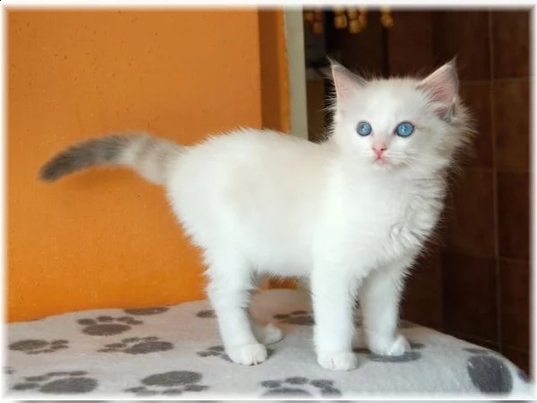 cuccioli di ragdoll  | Foto 2