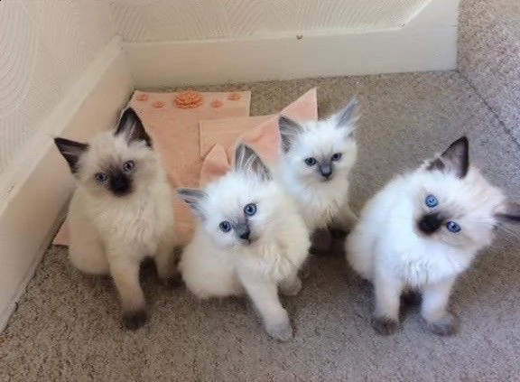 cuccioli di ragdoll  | Foto 1