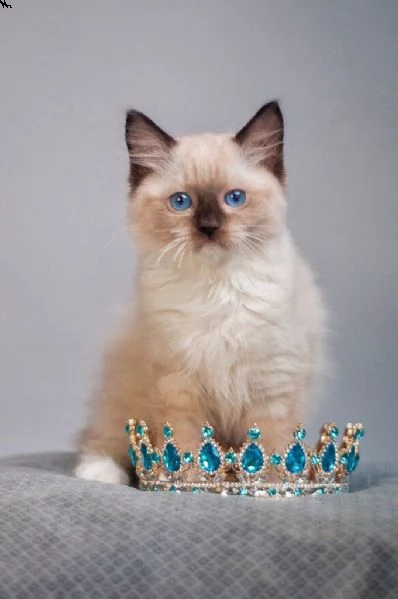 cuccioli di ragdoll  | Foto 0