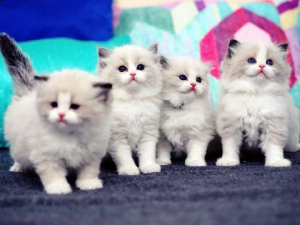 sono disponibili 5 cuccioli di ragdoll