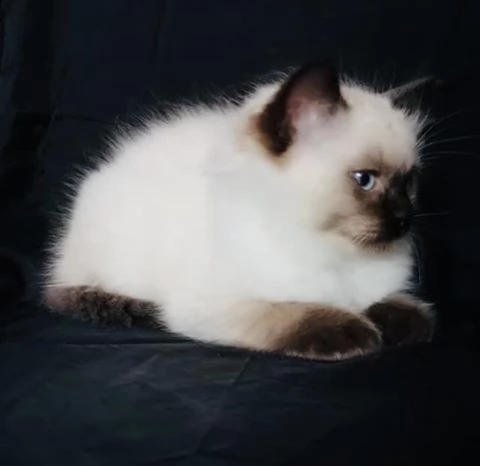 gattini ragdoll maschio e femmina