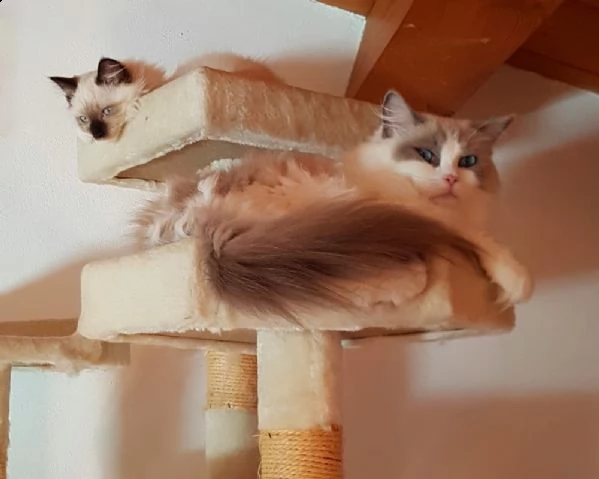 gattini ragdoll maschio e femmina | Foto 3