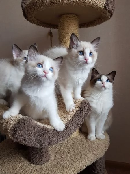 gattini ragdoll maschio e femmina | Foto 2