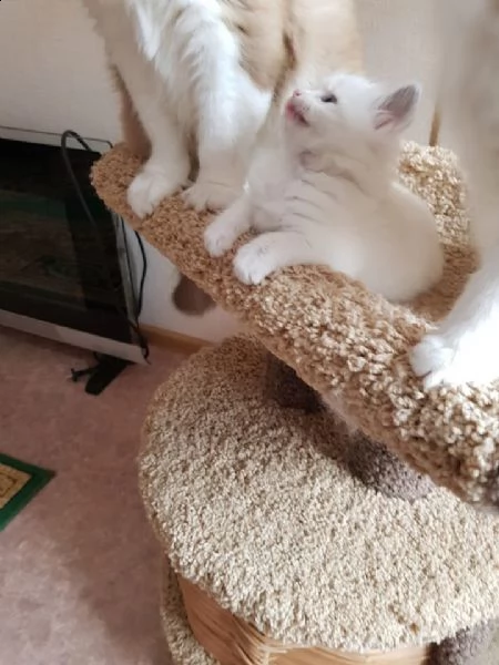 gattini ragdoll maschio e femmina | Foto 1