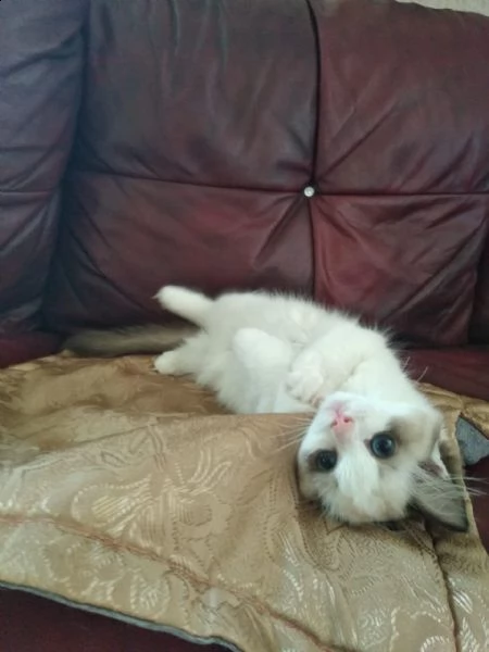 gattini ragdoll maschio e femmina | Foto 0