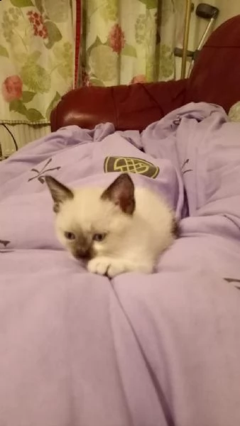 disponibile ragdol | Foto 0