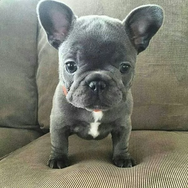 incredibili cuccioli di bulldog francese alla ricerca di una nuova casa! | Foto 0