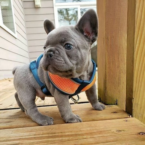 incredibili cuccioli di bulldog francese alla ricerca di una nuova casa!