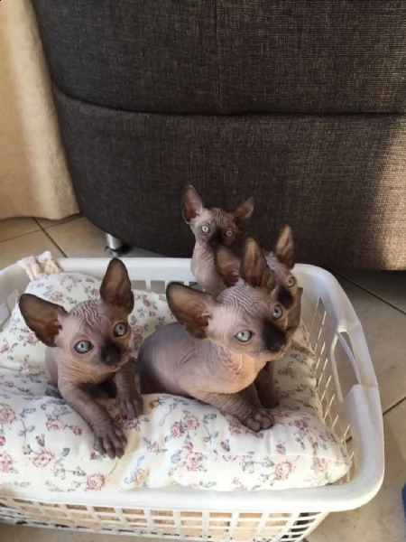 gattini sphynx | Foto 0