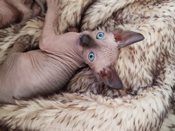 gattini sphynx