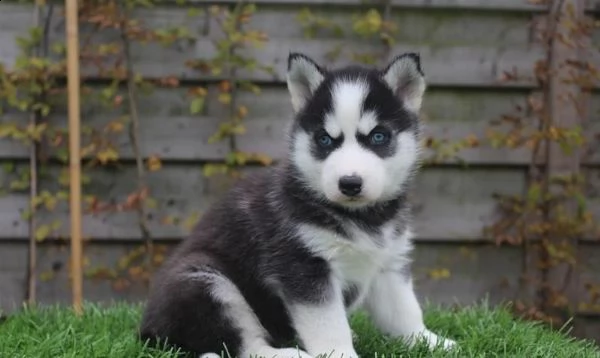 stupende cuccioli siberian husky 