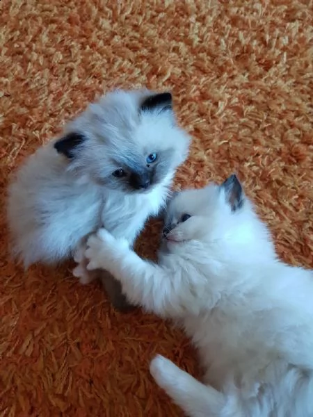 meravigliosi cuccioli ragdoll