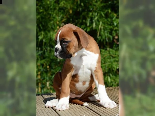 boxer italiani di alta genealogia