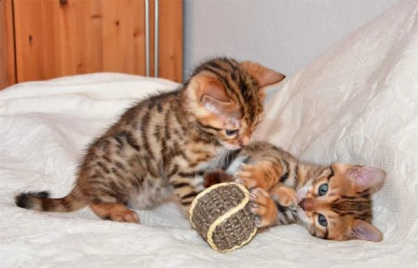 cuccioli di bengala con pedigree