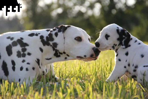 cuccioli dalmata con pedigree