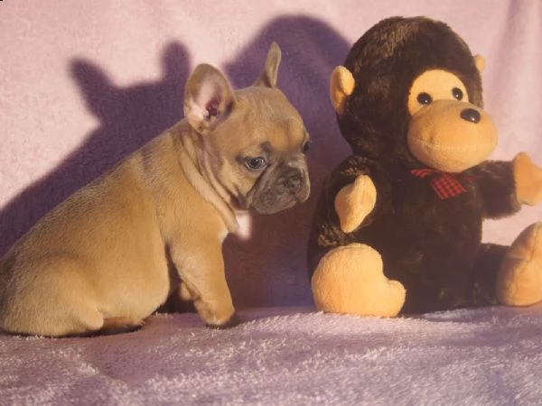bulldog francese | Foto 0