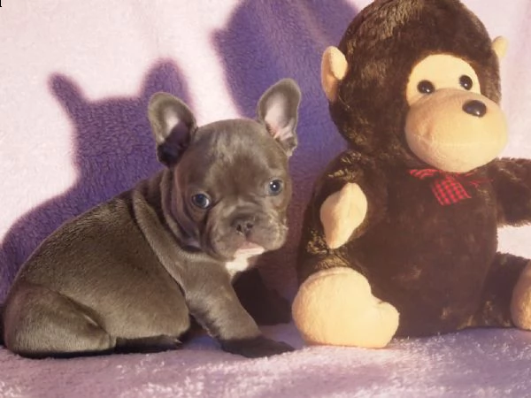 bulldog francese