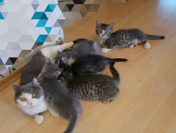 5 cuccioli di munchkin