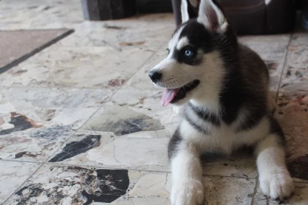 cuccioloe maschio husky siberian